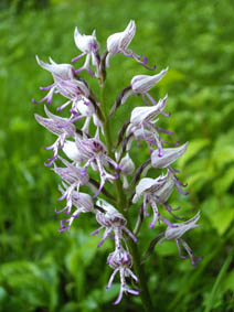 Orchis simia